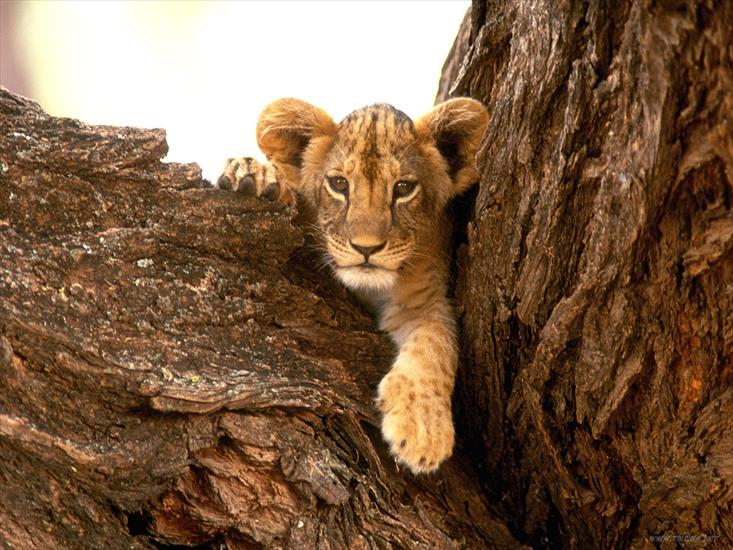 Tapety Animal - A Furry Friend, Lion Cub.jpg