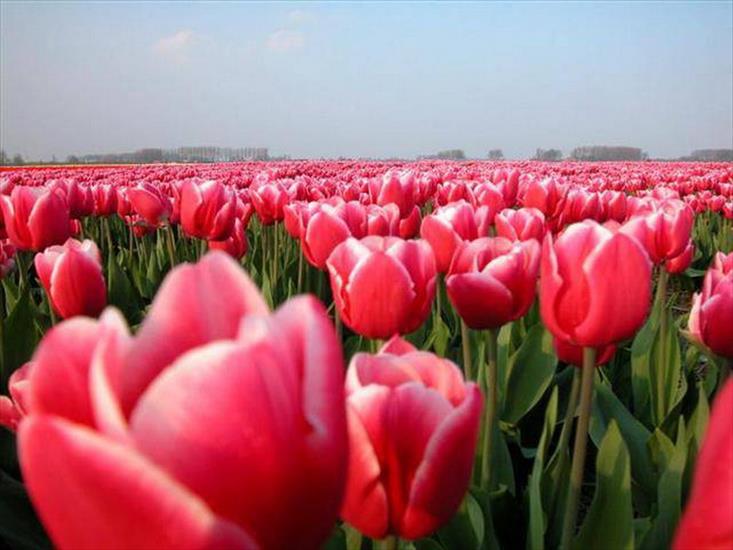 Tulipany - tulipany 79.jpg