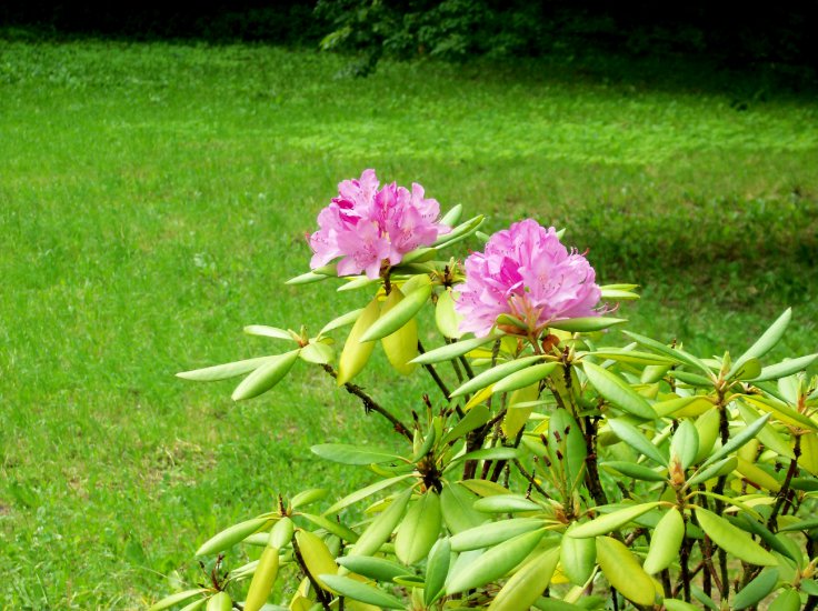 Rhododendron - Rhododendron 003.jpg
