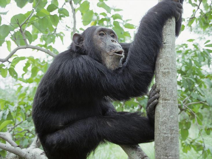  Animals part 1 z 3 - Chimpanzee, Gombe National Park, Tanzania, Africa.jpg