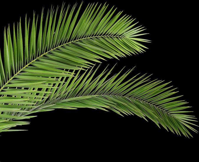 domatorka - Palm leaves 2.png
