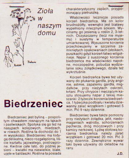 ZIOŁOLECZNICTWO4 - Biedrzeniec.JPG