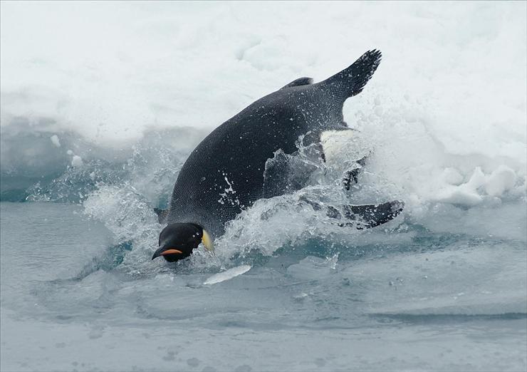 PTAKI _ NIELOTY - Pingwin_Diving_emperor_penguin-2.jpg