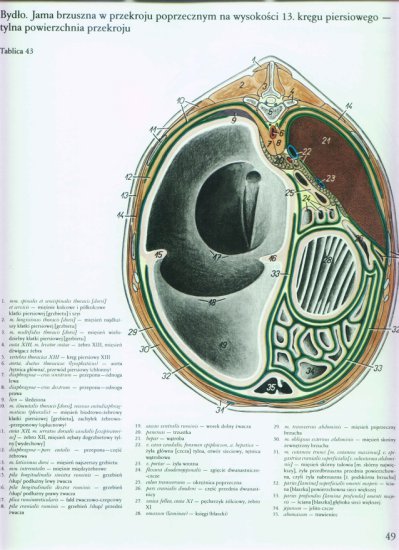 atlas anatomii-tułów - 045.jpg