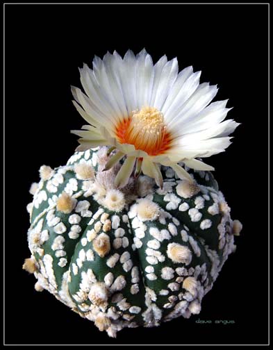 Kwitnące kaktusy - Astrophytum super K B1.jpg