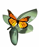 Motyle - fg.gif