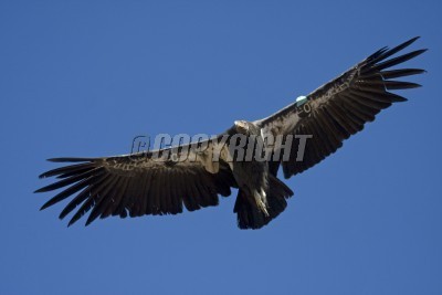 PTAKI - royalty-free-photos-endangered-california-condor-flying-pixmac-60378745.jpg