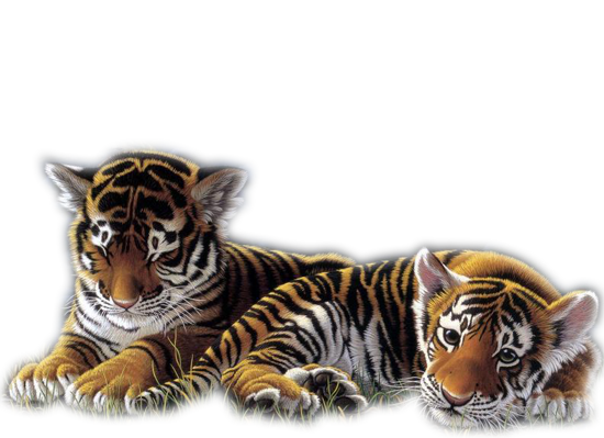 Tygrysy - zwierzeta1 29.png