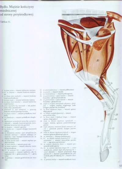 atlas anatomii topograficznej-miednica i kończyny - 031.jpg