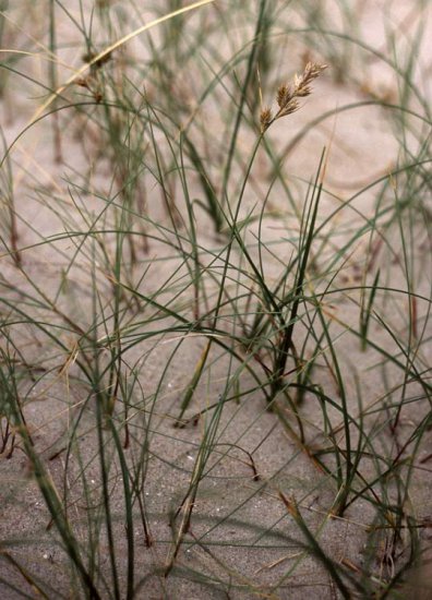 ZIELARSTWO.ZDJĘCIA - ZIOŁA.POLSKIE.TURZYCA.PIASKOWA - Carex arenaria L.jpg