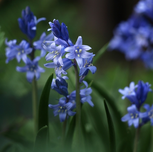 Galeria - kwiat błękitu.jpg