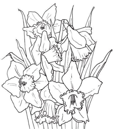 Kolorowanki - Daffodils.jpg