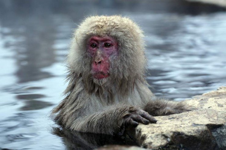 Małpa w kąpieli - 20_96276248.jpg
