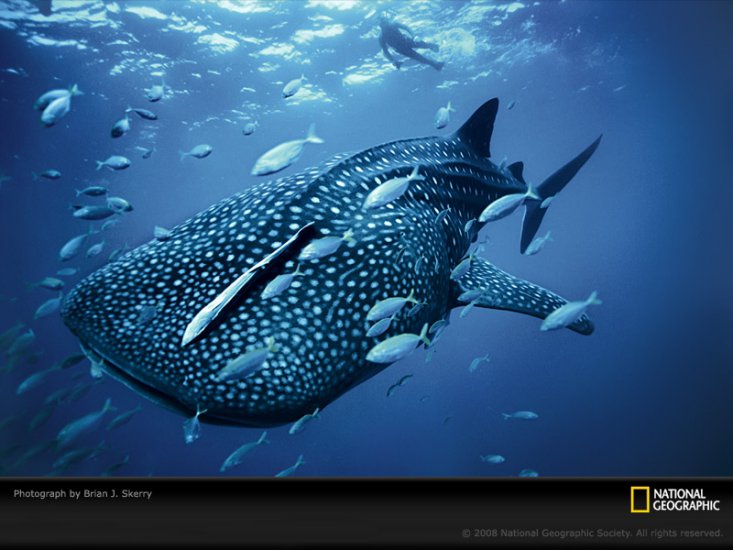 Zwierzęta - blue-whale-shark-skerry-1099815-sw.jpg