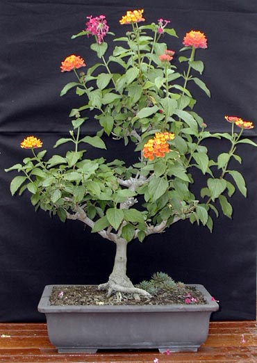 DRZEWKA  BONSAI - 137eopih.jpg