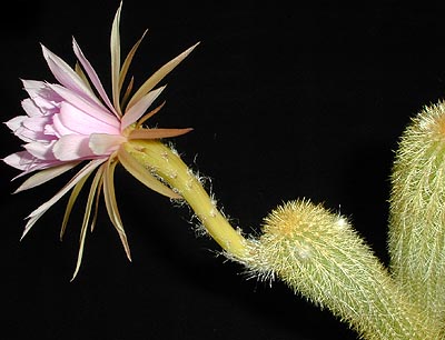 kaktusy - Arthrocereus_rondonianus1a.MW.jpg