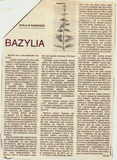 Ziola I Porady Babuni - Bazylia2.JPG