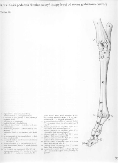 atlas anatomii topograficznej-miednica i kończyny - 089.jpg