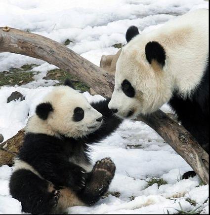 Pandas - 58.jpg