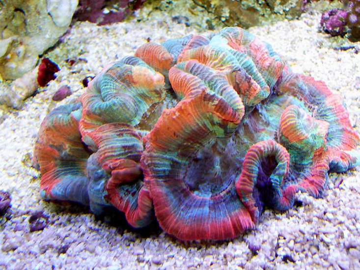 Świat oceanu - corals135.jpg