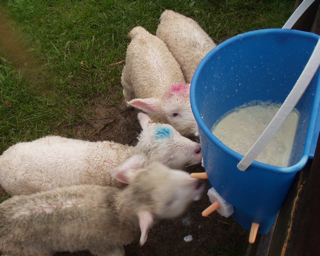 Photo Freebies - spring-lambs.png