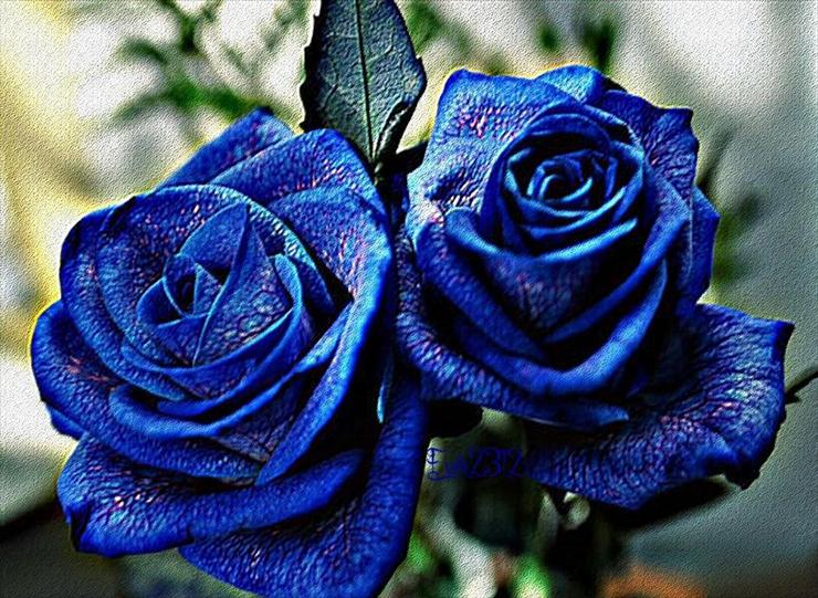 NIEBIESKIE - róże niebieskie.jpg