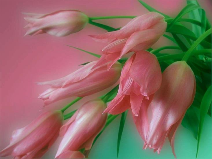 tulipany - tul.393-1024.jpg