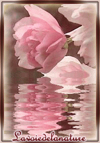 Krolowa kwiatow - refletprunusmb8.gif