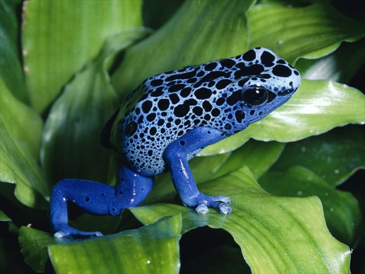 Gady, płazy reptiles  amphibians - Blue Poison Dart Frog.jpg