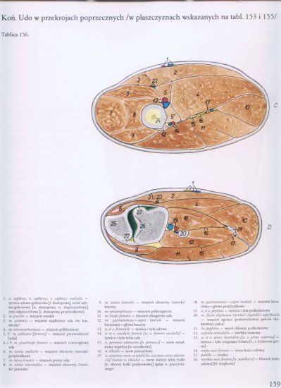 atlas anatomii topograficznej-miednica i kończyny - 153.jpg