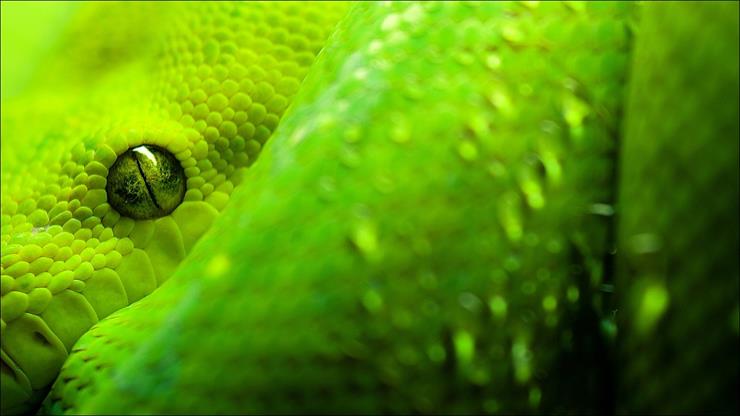 Smallville__ - Z. snake green.PNG