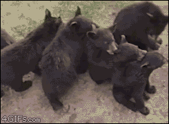 animacje 5 - 1112_Bear-cubs-conga-line-love-train.gif