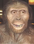Historia człowieka - obrazy - HOMO-Australopithecus.jpg