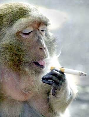 Smokers - Monkey-on-smoke-break-967.jpg