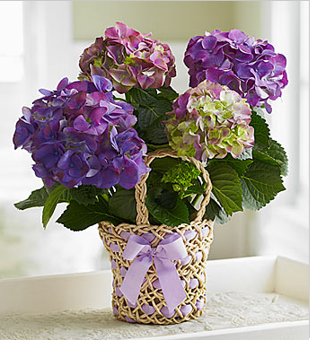 Hortensje - Picture of mother_s day backet flowers with Lavender Hydrangea.PNG