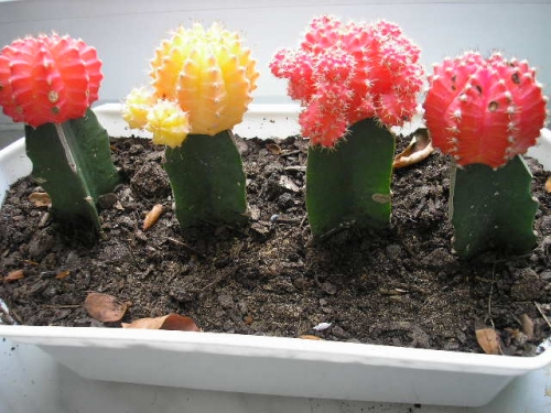 kaktusy - A - Bukiet kaktusów1.jpg