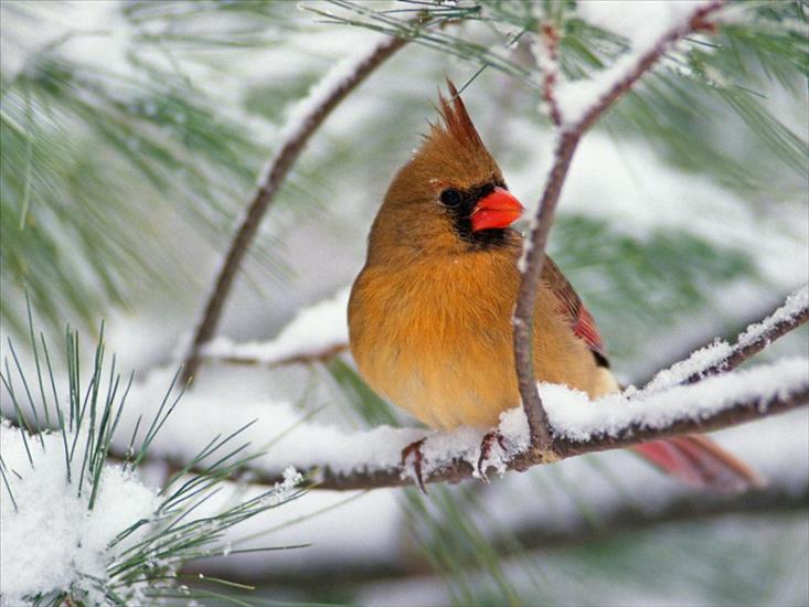 TAPETY DO WINDOWSA - Female_Northern_Cardinal_on_a_Snowy_Pine.jpg