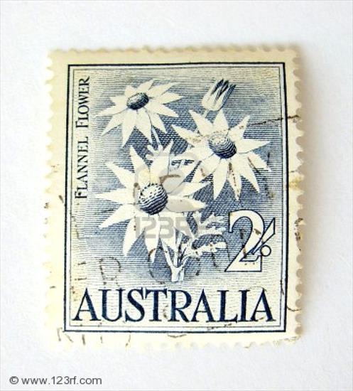Australia - Kwiaty.jpg