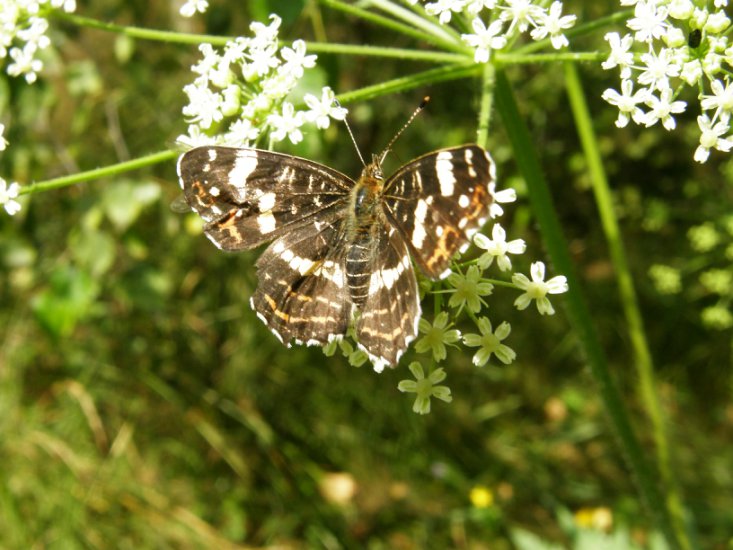 Motyle - Motyle 52.JPG