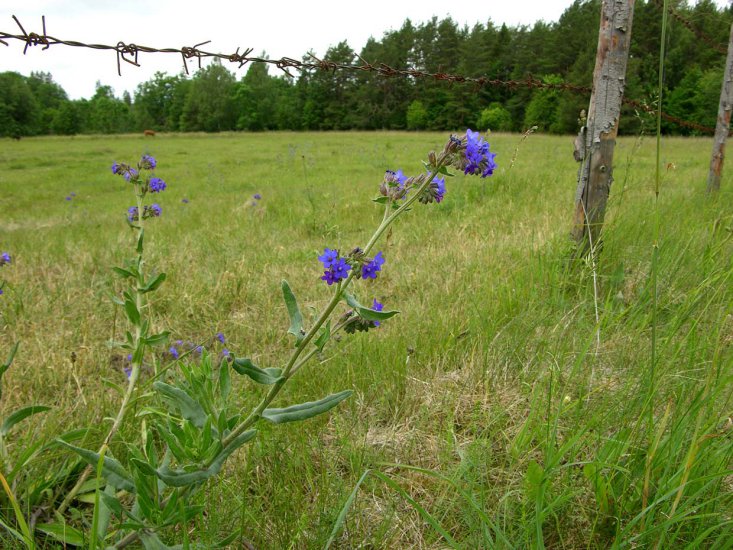 ZIELARSTWO.ZDJĘCIA - ZIOŁA.POLSKA.FARBOWNIK.LEKARSKI Anchusa officinalis L.3.jpg