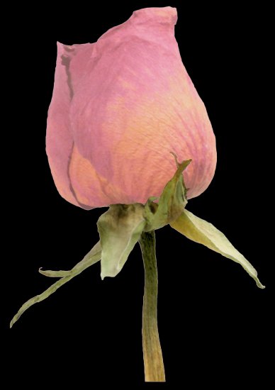 inne kwiaty - CCD ATGB rose4.png