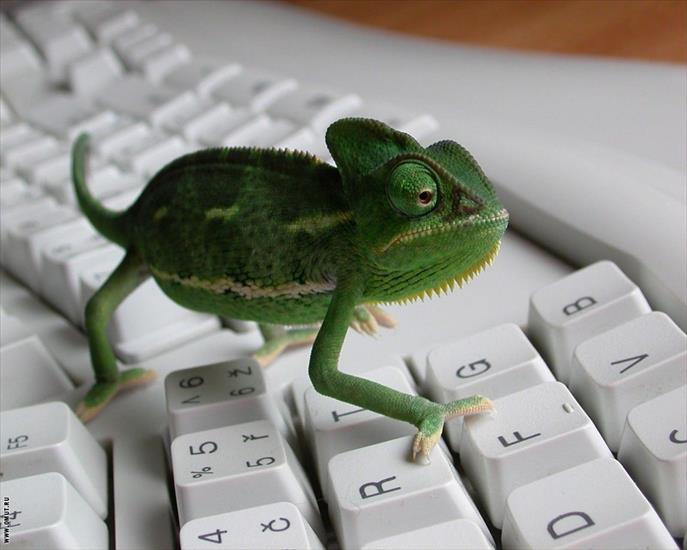 Windows, komputery - Iguana_-_home_animals.jpg
