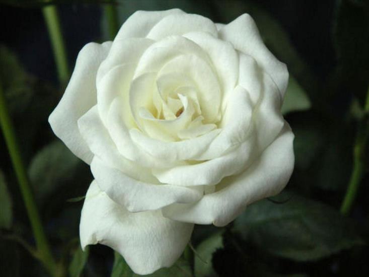 Białe róże - Biała róża.jpg