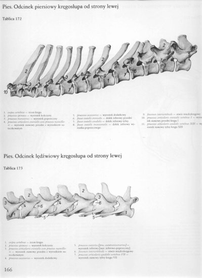 atlas anatomii-tułów - 162.jpg