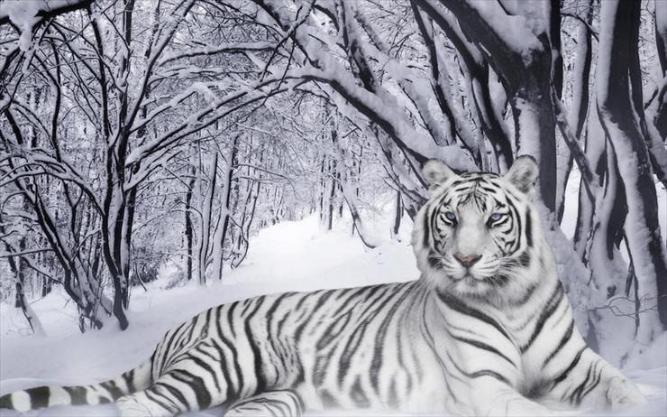 Tapety - White_Tiger_28Panthera_Tigris29.jpg