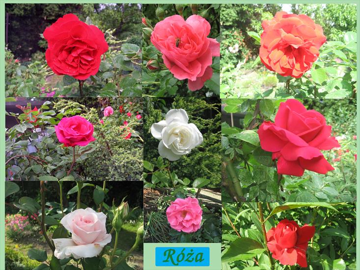 Kwiaty - Róża T5 .jpg