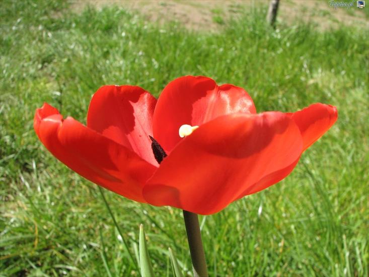 Rosliny - 13821_czerwony-tulipan.jpg
