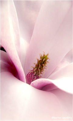 Kwiaty - Magnolia___Close_Up_by_MLunenborg.jpg