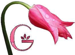 Różowy tulipan - G.gif