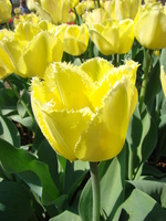 tulipany - tulipan-strzepiasty_122.jpg
